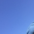 pisogram