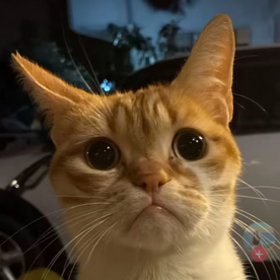 Mrmiross