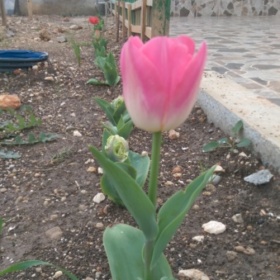 Şakirt74