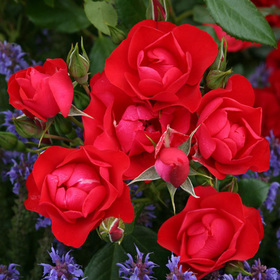 Derya_Akpinar28