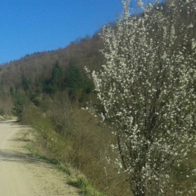 sessizsair95