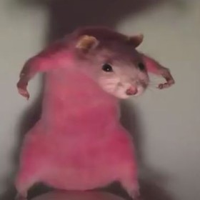 Meybilimnimyork