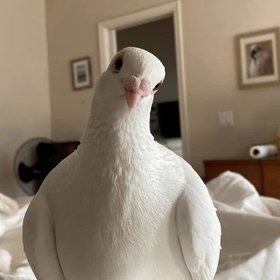 benbeniseverim