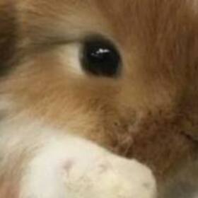 Ocubocumocu