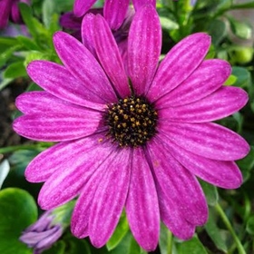 Sevda0404