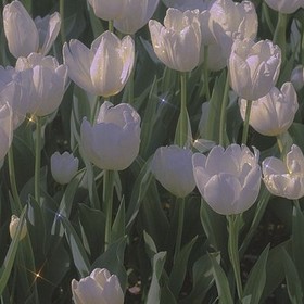Feyza_456