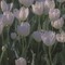 Feyza_456