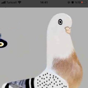 Sıkısdoktoru