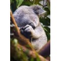 bilgekoala