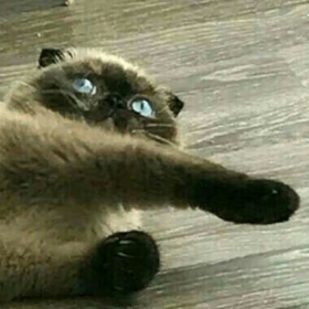 GöksuZD