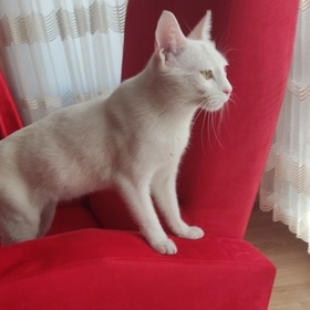 Maldeğneği42