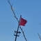 Mırsık