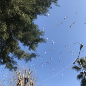 Serayızcinarn