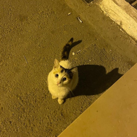 S3NACIK