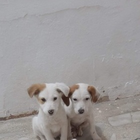 Saygıbey