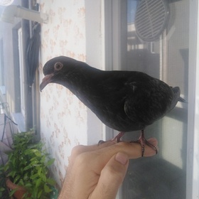 Gökhan366