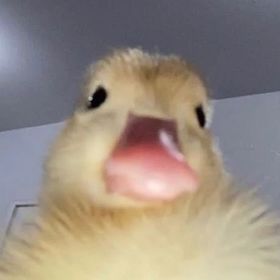 melahathajsjsjd