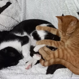 2cats