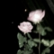 rosam