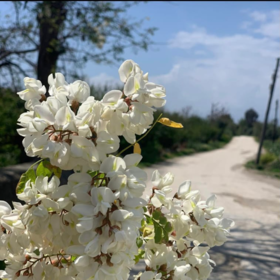tekkalankutupyıldızı