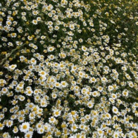 Kirpptysii