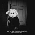 wiserabbit