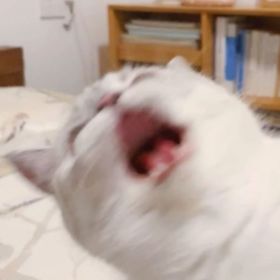 caeshier
