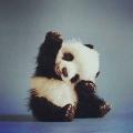 pandaaşkına