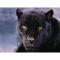 bilekpuma