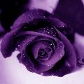 vinday