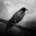 MrRaven