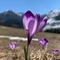 dagcicegi23