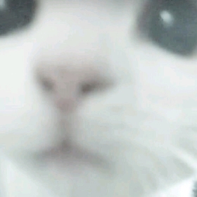 aishenuw