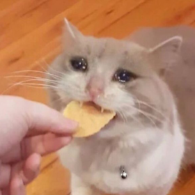 emireyiz
