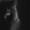 DarkSkys
