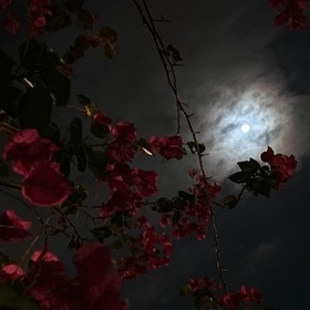 Nur_canseven08