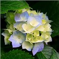 dilek_8