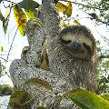 HamaratSloth