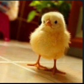adensjsjsh