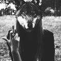 wolvies