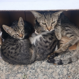yorgunateşli
