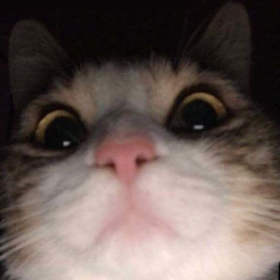 ofnediyimaq
