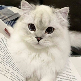 AllCatLover