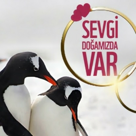 Ferhat537