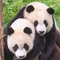 PandaRiza