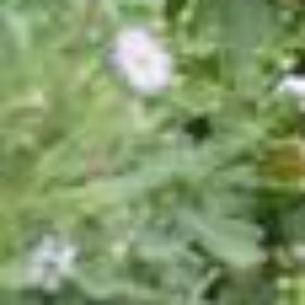 zeyneepp38