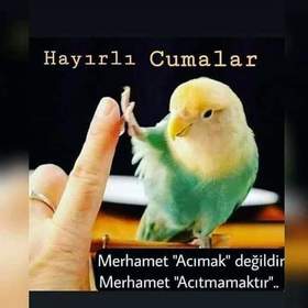 BLNTTT