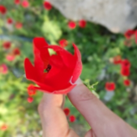 kararsızhanım