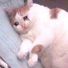 limonatkek