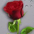 cihan77